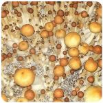 Псилоцибиновые (галлюциногенные)  грибы Psilocybin "Golden Teacher" в Данкове