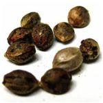 Семена марихуаны АК-47  (Seeds AK-47) в Данкове